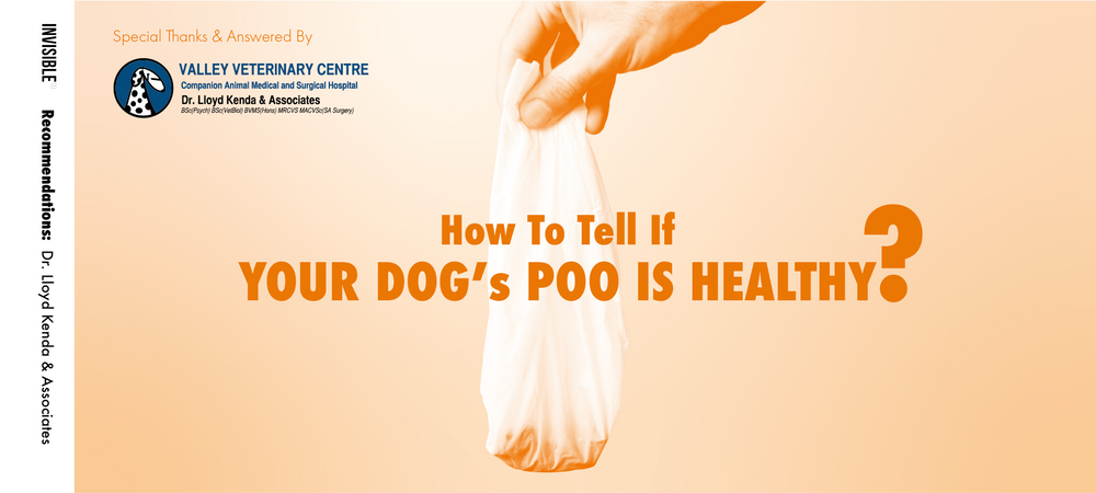 INVISIBLE concerns about sustainable living in the topic of Is Your Dog's Poo Healthy? 3 Tips From An Experienced Vet